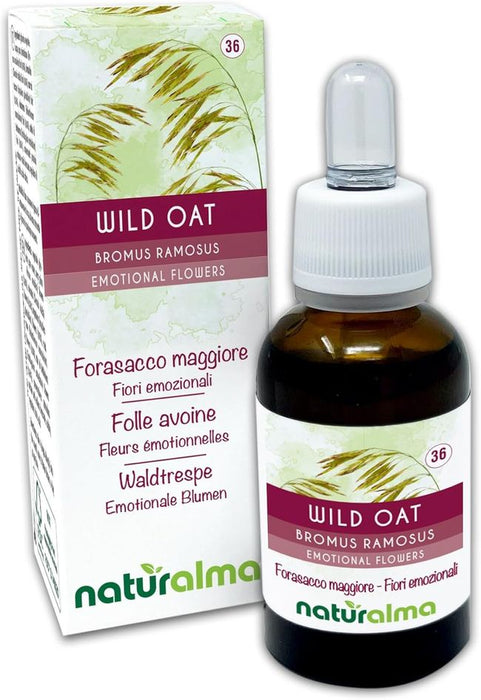 Naturalma Waldtrespe Bromus ramosus Tropfen