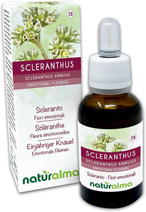 Naturalma Einjähriger Knäuel Scleranthus annuus Tropfen